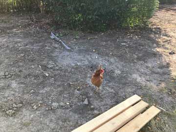 Ook de tuin wordt grondig aangepakt